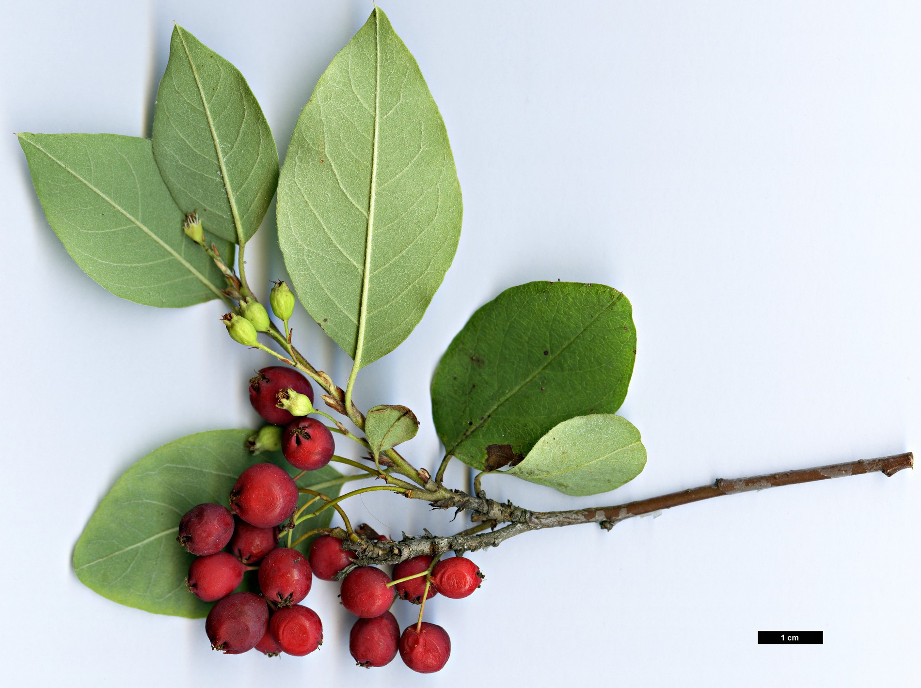 High resolution image: Family: Rosaceae - Genus: Cotoneaster - Taxon: cinovskisii